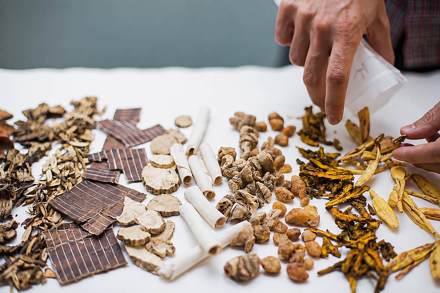 Hands measuring a variety of dried Chinese herbs, including roots and bark, on a table